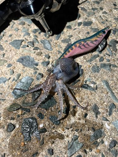 ミミイカの釣果