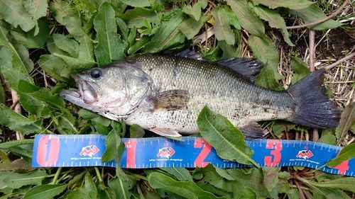 ラージマウスバスの釣果