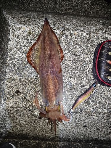 ケンサキイカの釣果