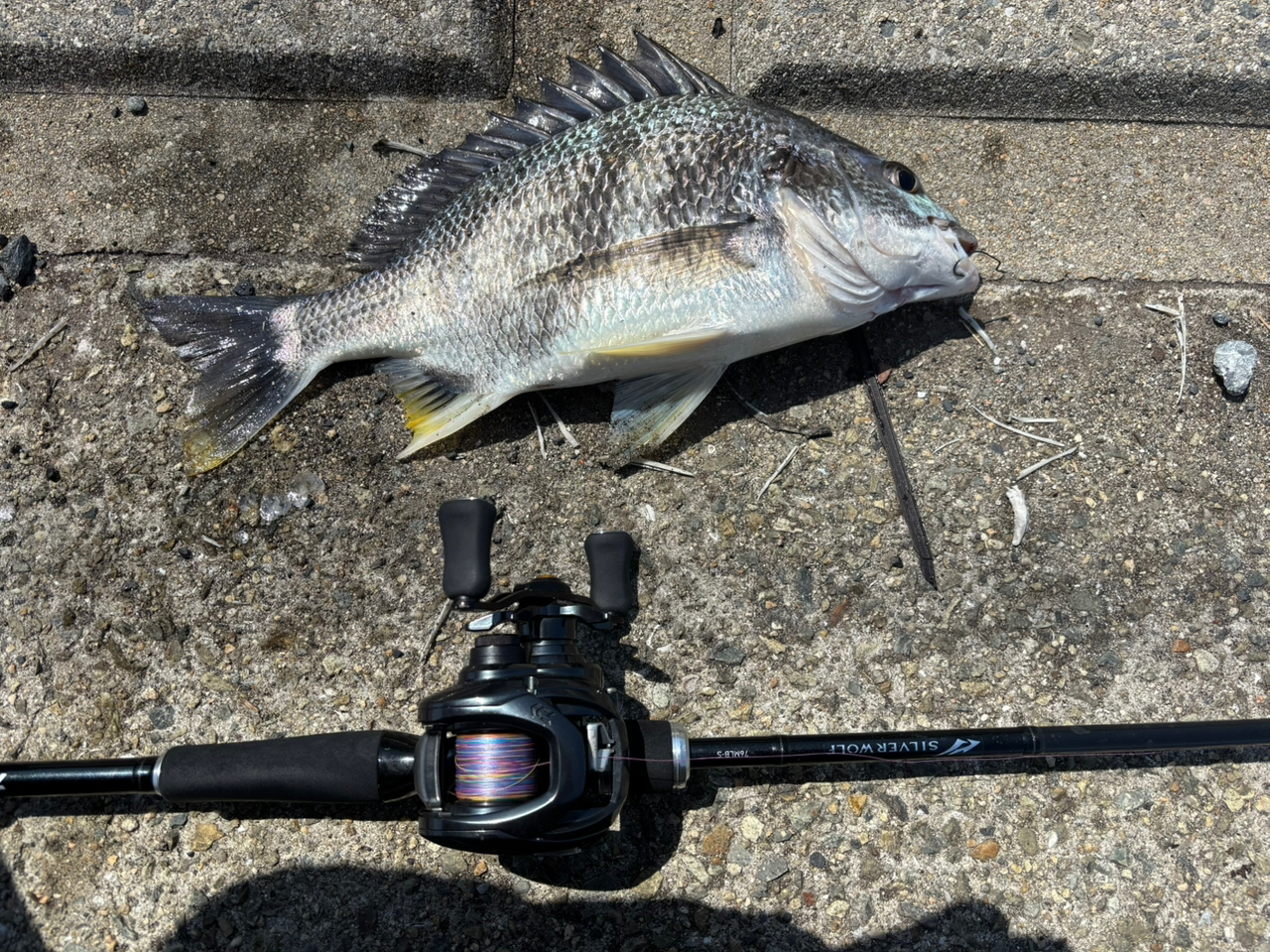 DAIWA 23シルバーウルフ 76MLB-S・Wの最安値・インプレ・釣果