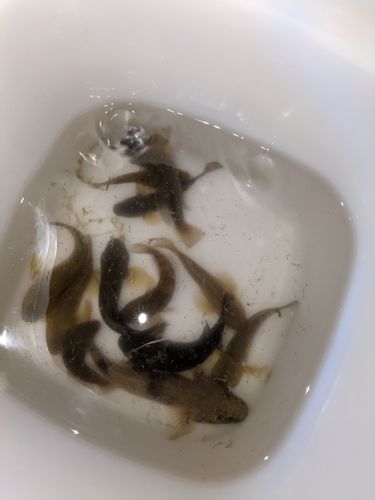 マハゼの釣果