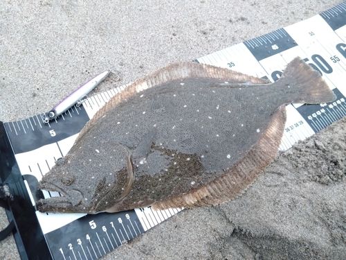 ヒラメの釣果