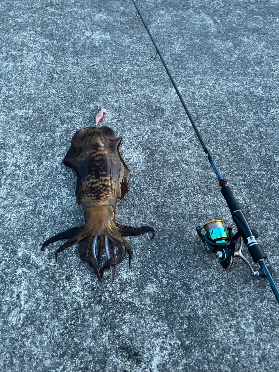 DAIWA 19エメラルダス X 86MLの最安値・インプレ・釣果 | 本音の