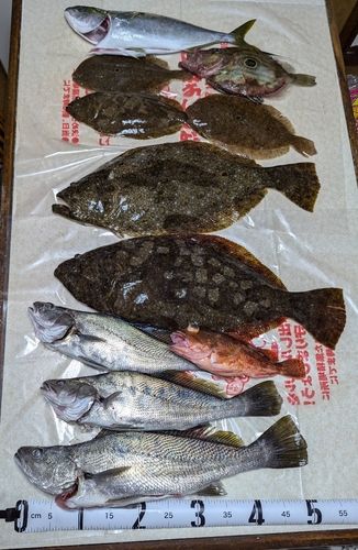 ヒラメの釣果
