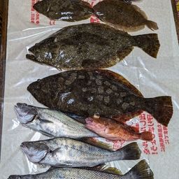 ヒラメ
