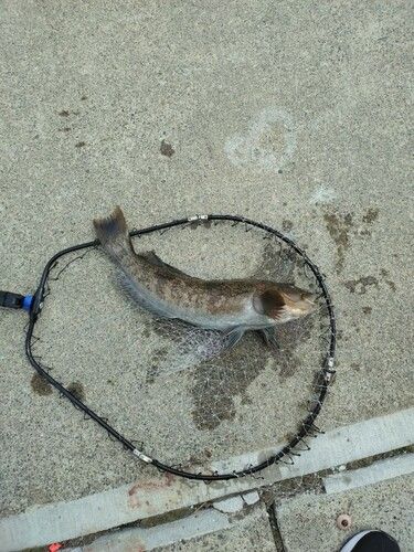 アイナメの釣果