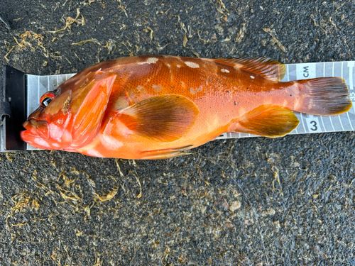 アカハタの釣果