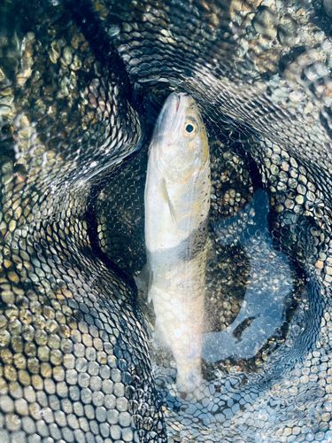 ヤマメの釣果