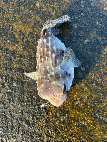 イシガキフグの釣果