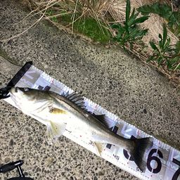 セイゴ（マルスズキ）