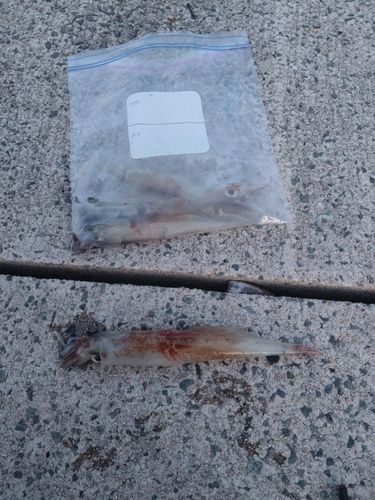 ヤリイカの釣果