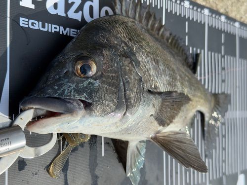 チヌの釣果
