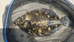 クロガシラガレイの釣果