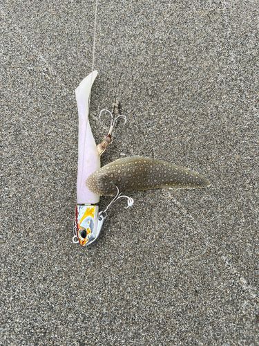シタビラメの釣果