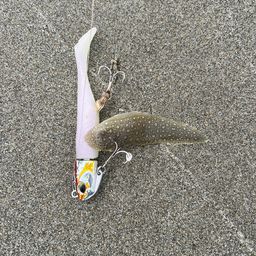 シタビラメ