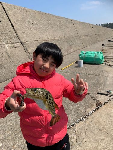 ヒガンフグの釣果