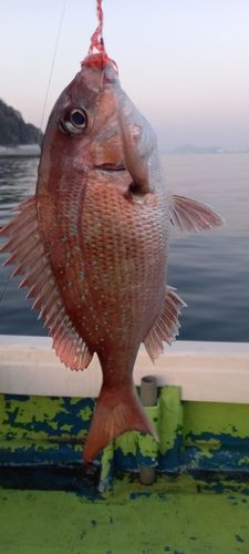 マダイの釣果
