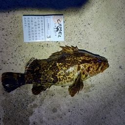タケノコメバル