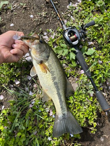ブラックバスの釣果