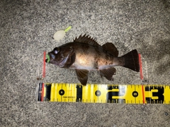 メバルの釣果
