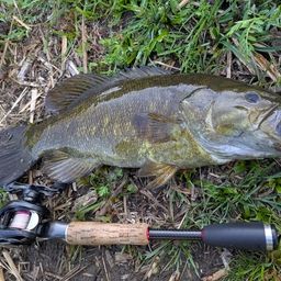 スモールマウスバス