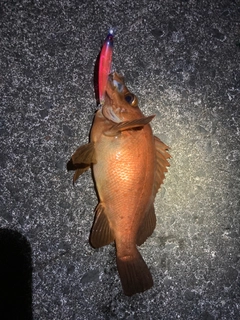 アカメバルの釣果