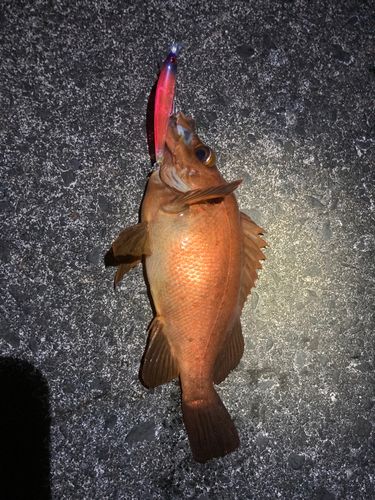 アカメバル