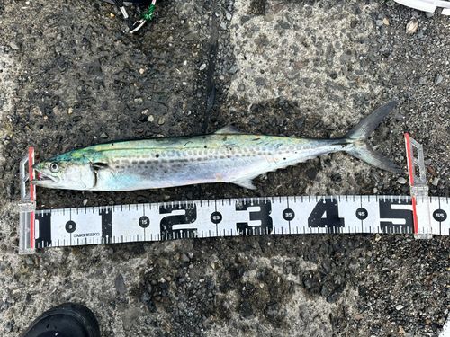 サゴシの釣果