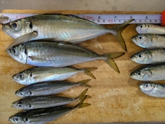 アジの釣果