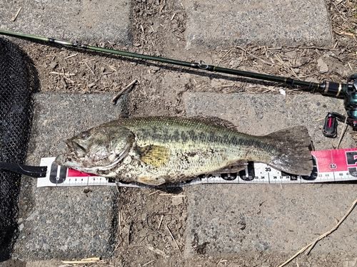 ラージマウスバスの釣果