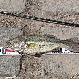 ラージマウスバス