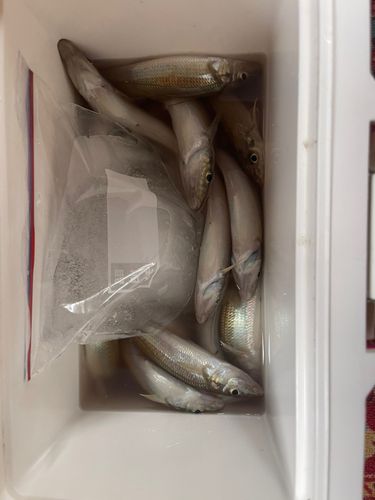 キスの釣果