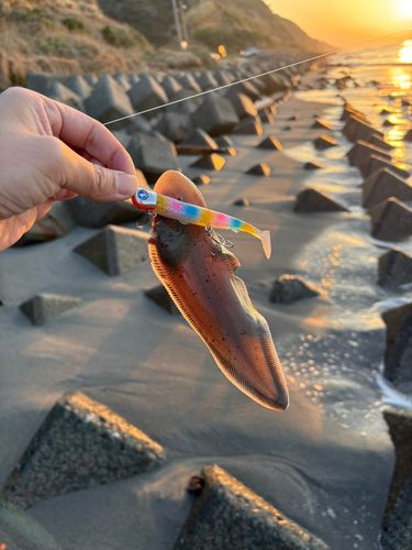 シタビラメの釣果