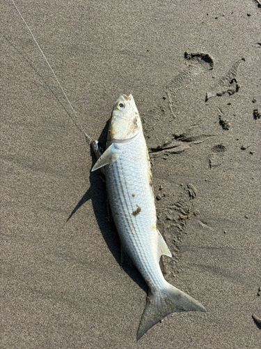 ボラの釣果