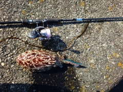 コウイカの釣果