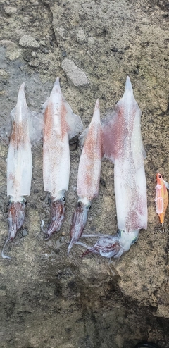 ヤリイカの釣果