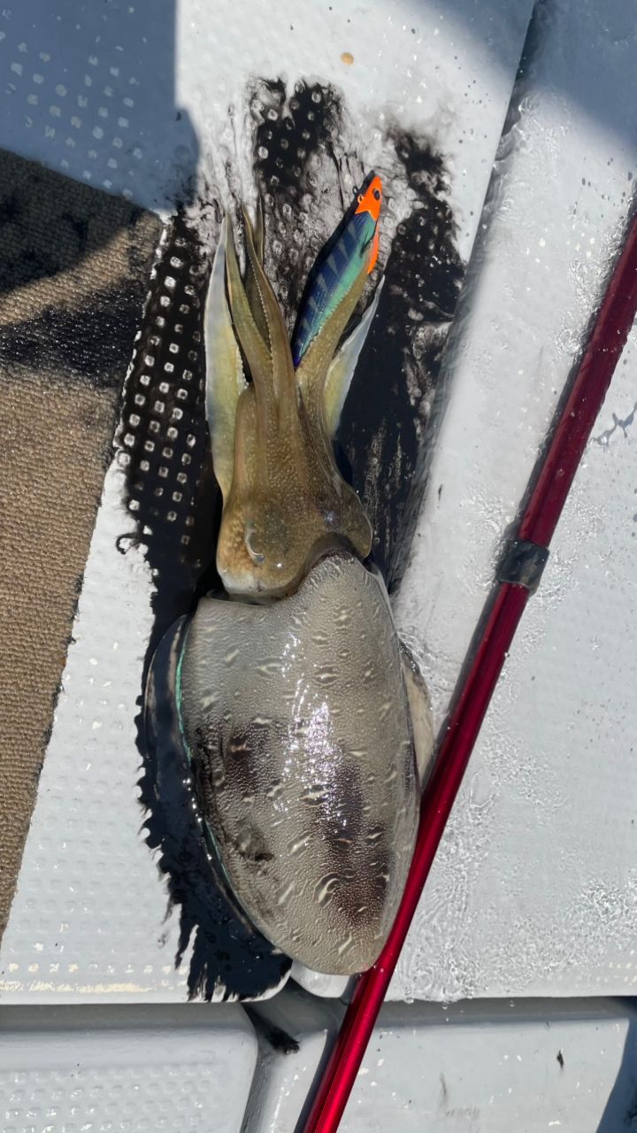 aragorunさんの釣果 2枚目の画像