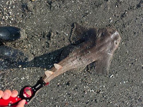 カスザメの釣果