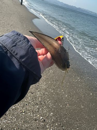 シタビラメの釣果