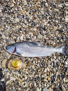 サクラマスの釣果