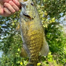 スモールマウスバス