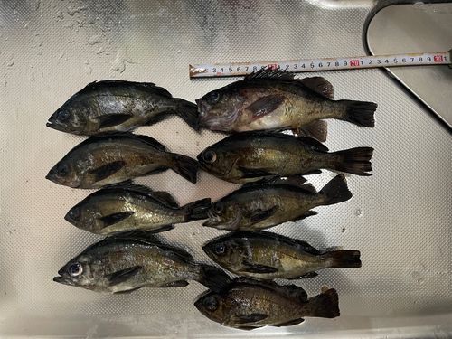 メバルの釣果