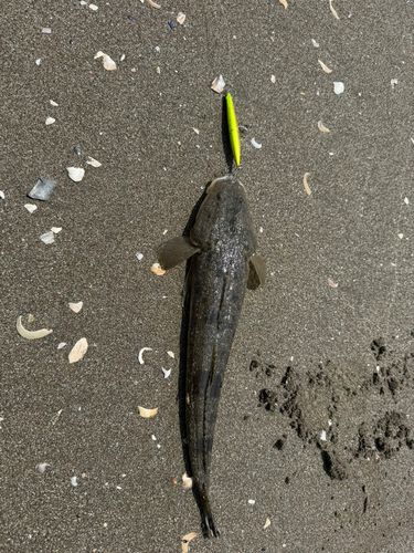 マゴチの釣果
