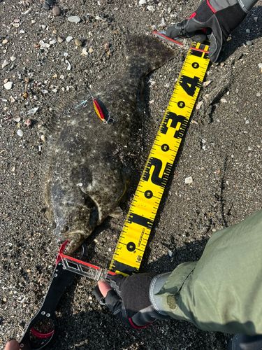 ヒラメの釣果