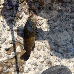 スモールマウスバス