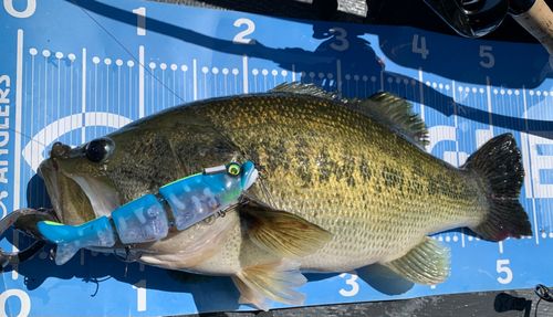 ラージマウスバスの釣果