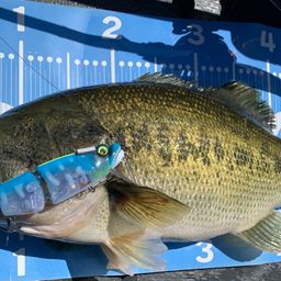 ラージマウスバス