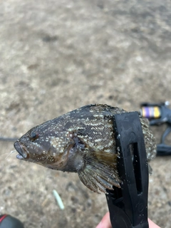 アイナメの釣果