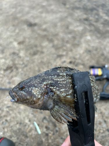 アイナメの釣果