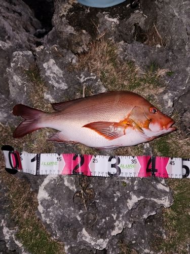 ヒメフエダイの釣果
